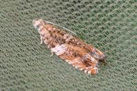 Epinotia abbreviana