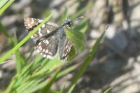 Pyrgus malvae