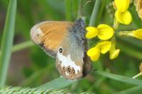 Coenonympha arcania