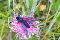 Zygaena trifolii