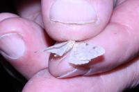 Colostygia pectinataria