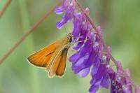 Thymelicus sylvestris