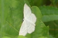Scopula immutata