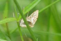 Elophila nymphaeata