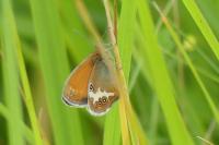 Coenonympha arcania