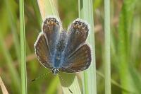 Lysandra bellargus