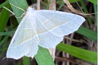 Campaea margaritaria