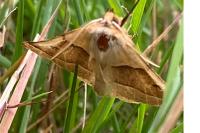 Crocallis elinguaria