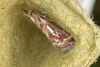 Acrobasis porphyrella