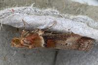 Acrobasis repandana