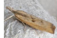 Agriphila inquinatella