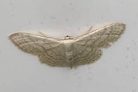Idaea subsericeata