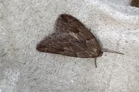 Pachycnemia hippocastanaria