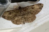 Peribatodes rhomboidaria