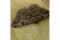 Peribatodes rhomboidaria