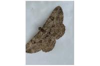 Peribatodes rhomboidaria