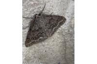 Pseudoterpna coronillaria