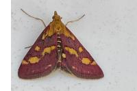 Pyrausta purpuralis
