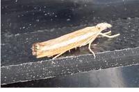 Agriphila latistria