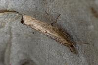 Pediasia contaminella