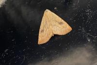 Rivula sericealis
