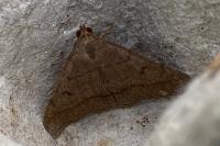 Zanclognatha lunalis