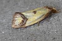 Agapeta zoegana