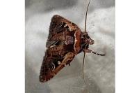Xestia agathina