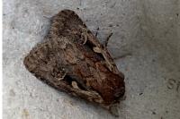 Xestia agathina