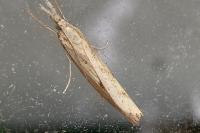 Agriphila inquinatella