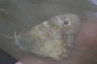 Pararge aegeria