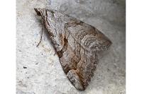 Aplocera
