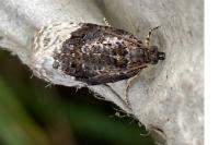 Apotomis betuletana