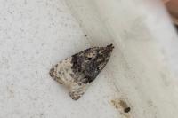 Apotomis betuletana