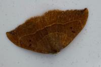 Watsonalla binaria