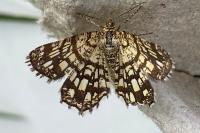 Chiasmia clathrata