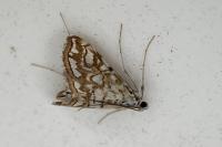 Elophila nymphaeata