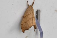 Falcaria lacertinaria