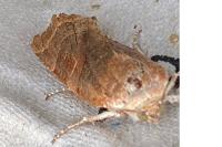 Noctua fimbriata