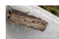 Agrotis exclamationis