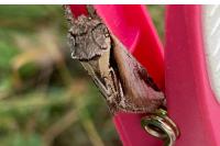 Pheosia gnoma