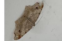 Macaria alternata