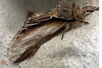 Pheosia tremula