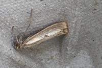 Agriphila geniculea/inquinatella