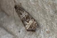 Celypha lacunana