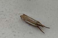 Crambus pascuella