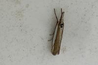 Crambus pascuella