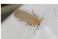 Katha depressa