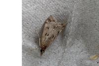 Eudonia