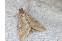Ostrinia nubilalis